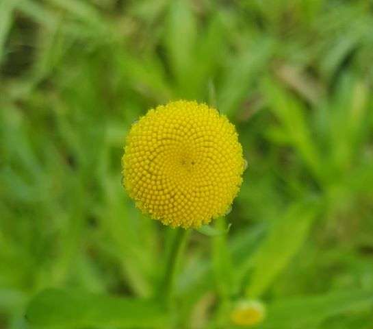 Cotula coronopifolia (Brass buttons) - Marginal Pond Plants - MP028