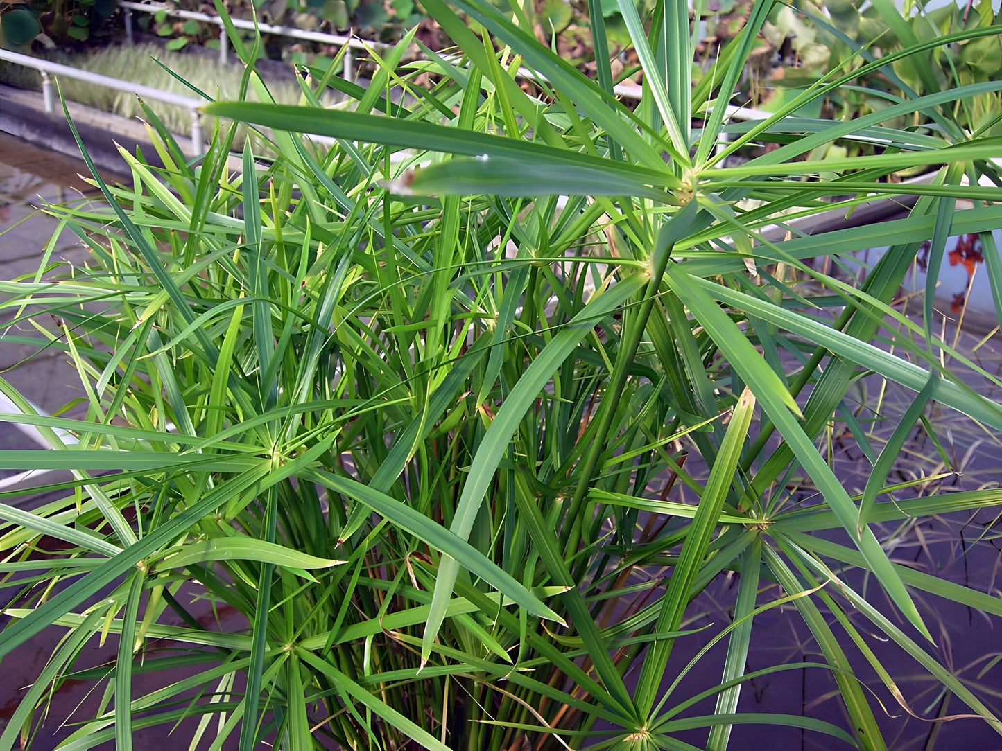 Cyperus alternifolius 'Gracilis'