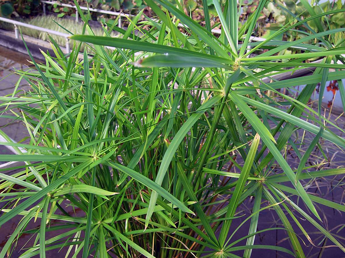 Cyperus alternifolius Gracillis - Marginal Pond Plants - MP030