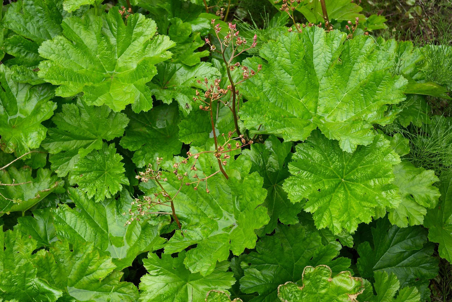 Damera Peltata - Marginal Pond Plants - BP032