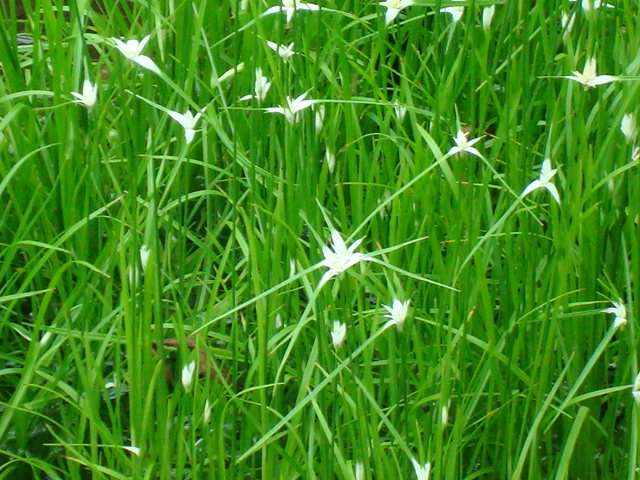 Dichromena colorata (Star grass) - Marginal Pond Plants - MBP032