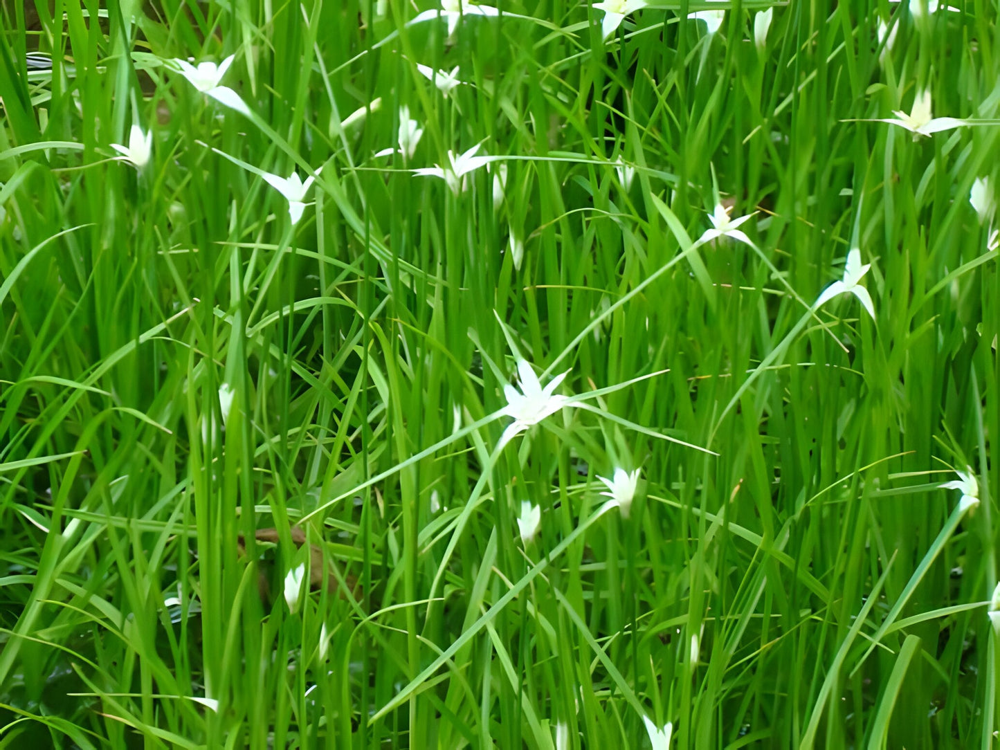 Dichromena colorata