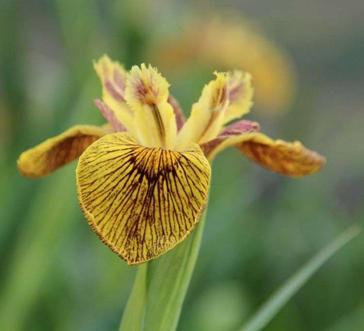 Iris pseudacorus 'Berlin Tiger' - Marginal Pond Plants - MP059