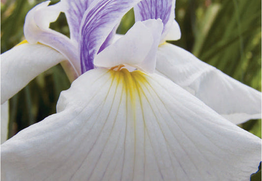 Iris Ensata Emotion - Marginal Pond Plants - BP057