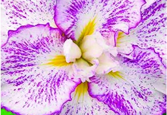 Iris Ensata "Freckled Geisha" - Marginal Pond Plants - BP058