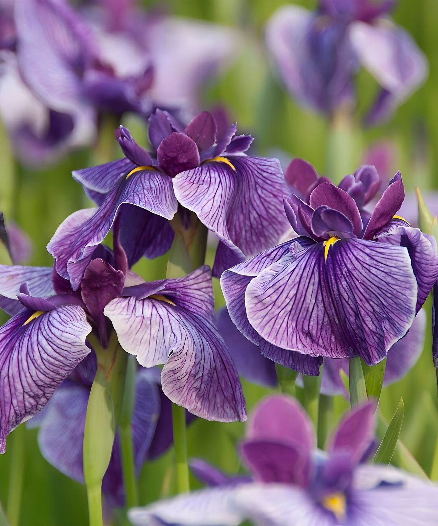 Iris ensata 'Activity'