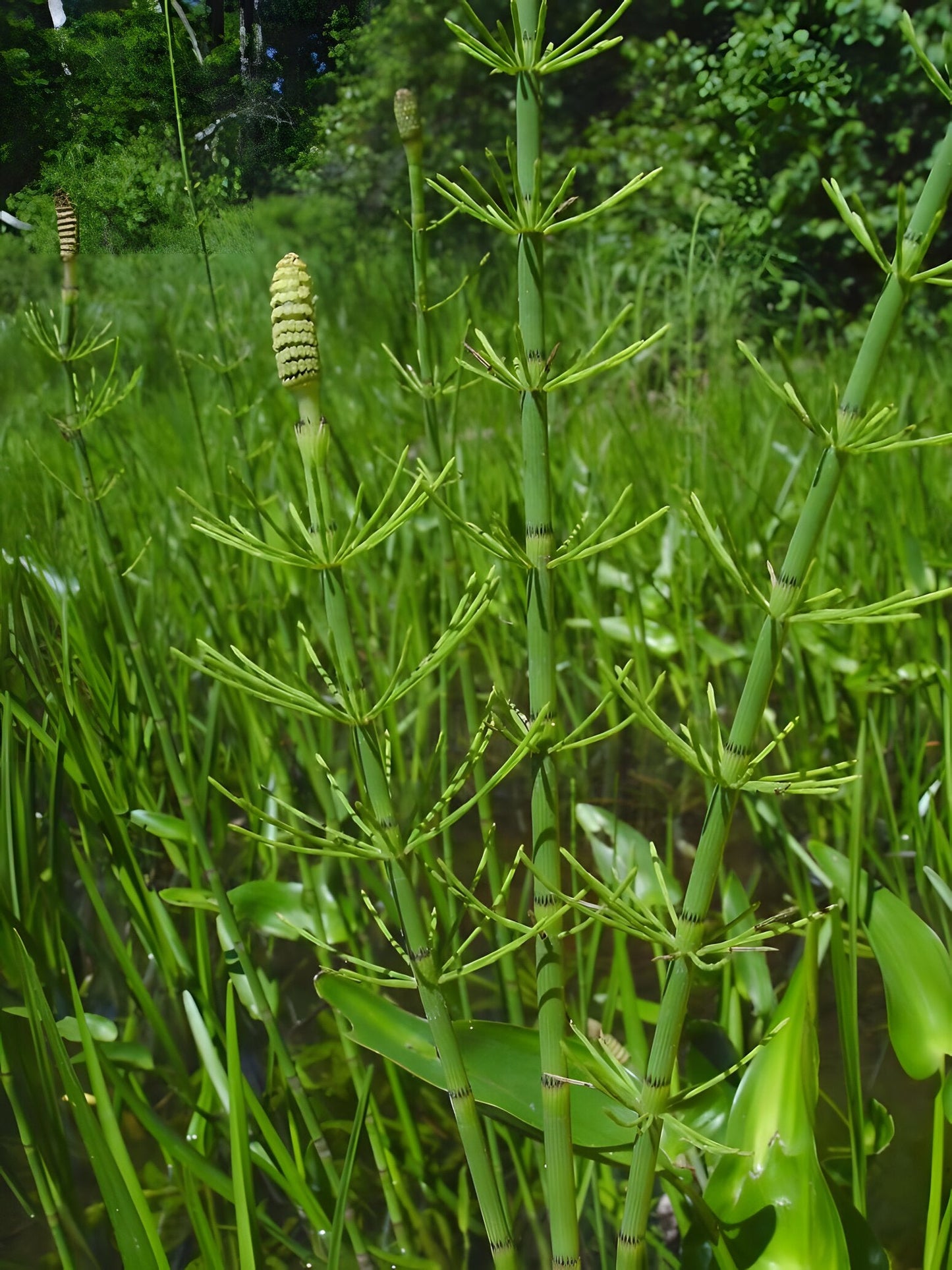 Equisetum fluviatile