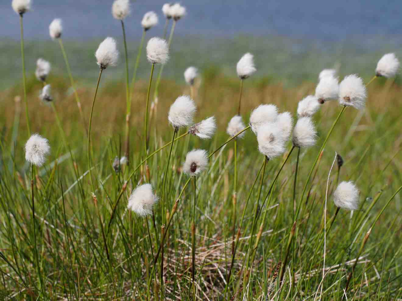Eriophorum scheuchzeri - bog and rivers - Marginal Pond Plants - MBP037