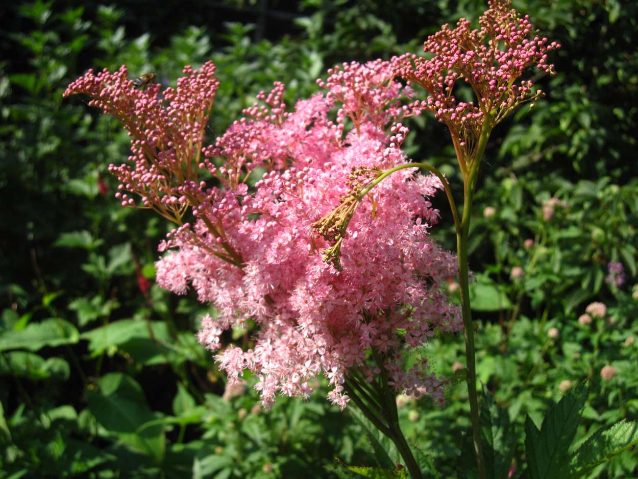 Filipendula rubra 'Venusta  Magnifica' - BP039 Packs