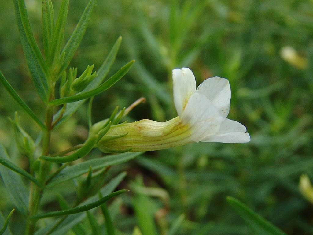 Gratiola officinalis (Summer Snowflake) - Marginal Pond Plants - MP042