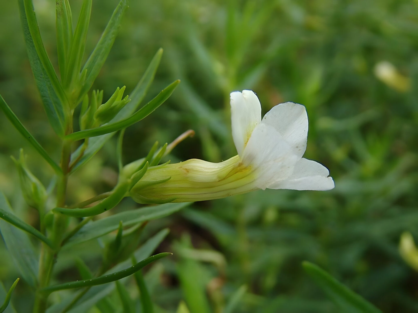 Gratiola officinalis