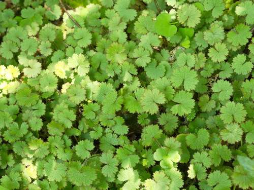 Hydrocotyle vulgaris Nova Zelandiae - Marginal Pond Plants  - Pond Plants - Water Plants - OX010