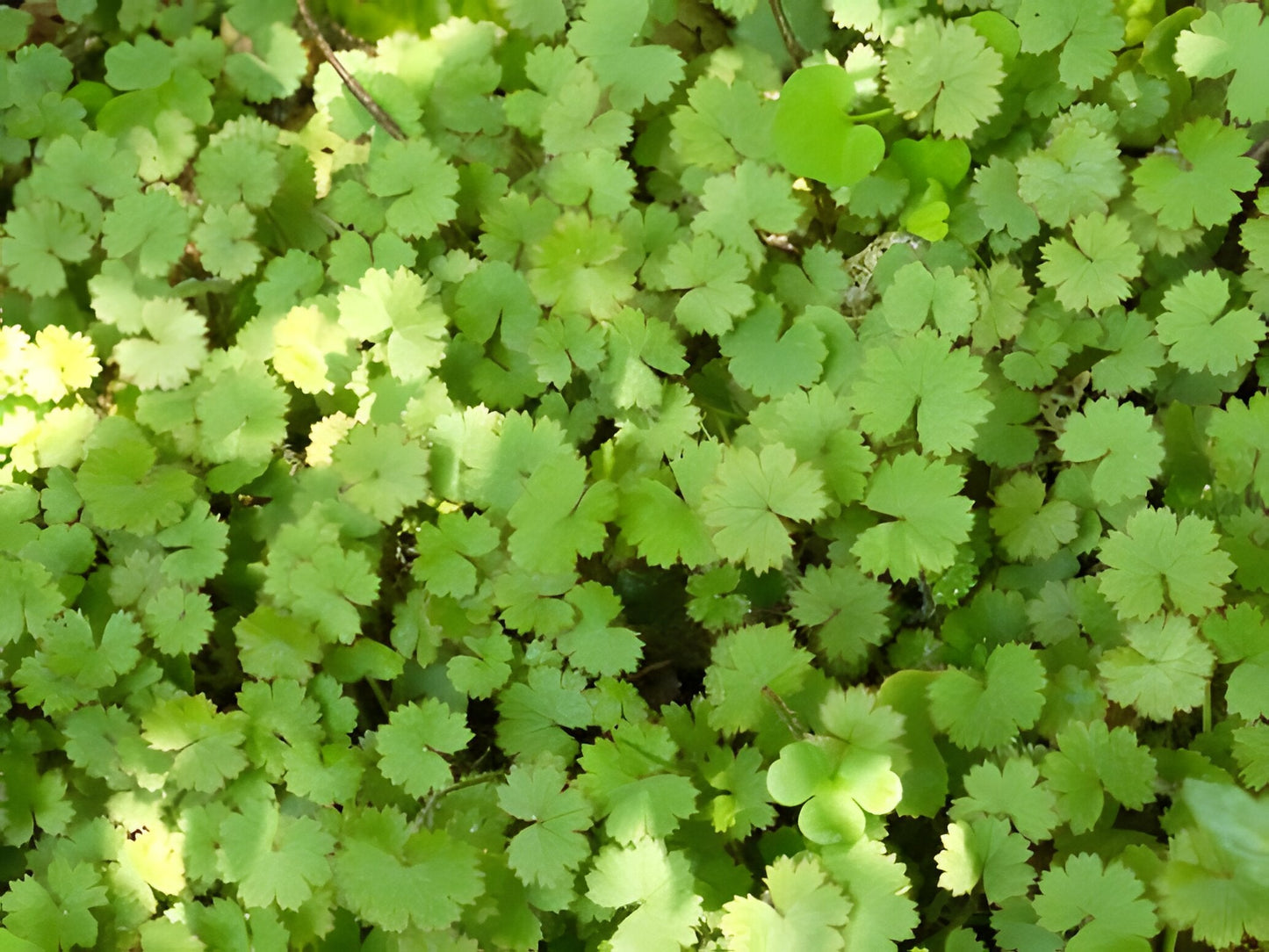 Hydrocotyle vulgaris 'Nova Zelandiae'