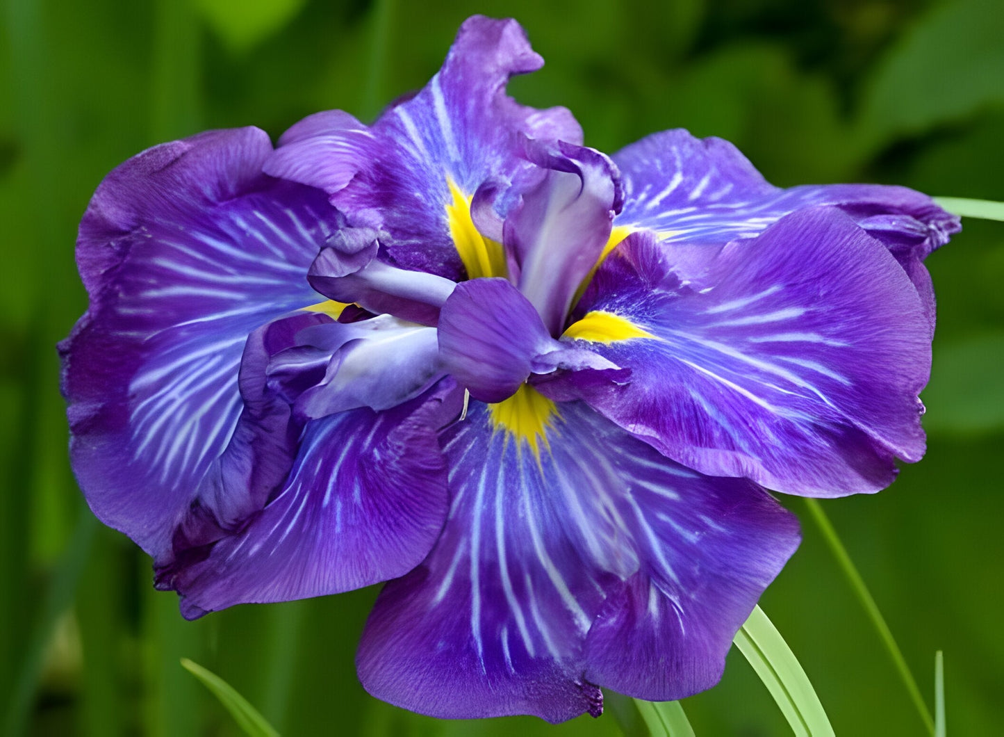 Iris ensata 'Electric Rays'