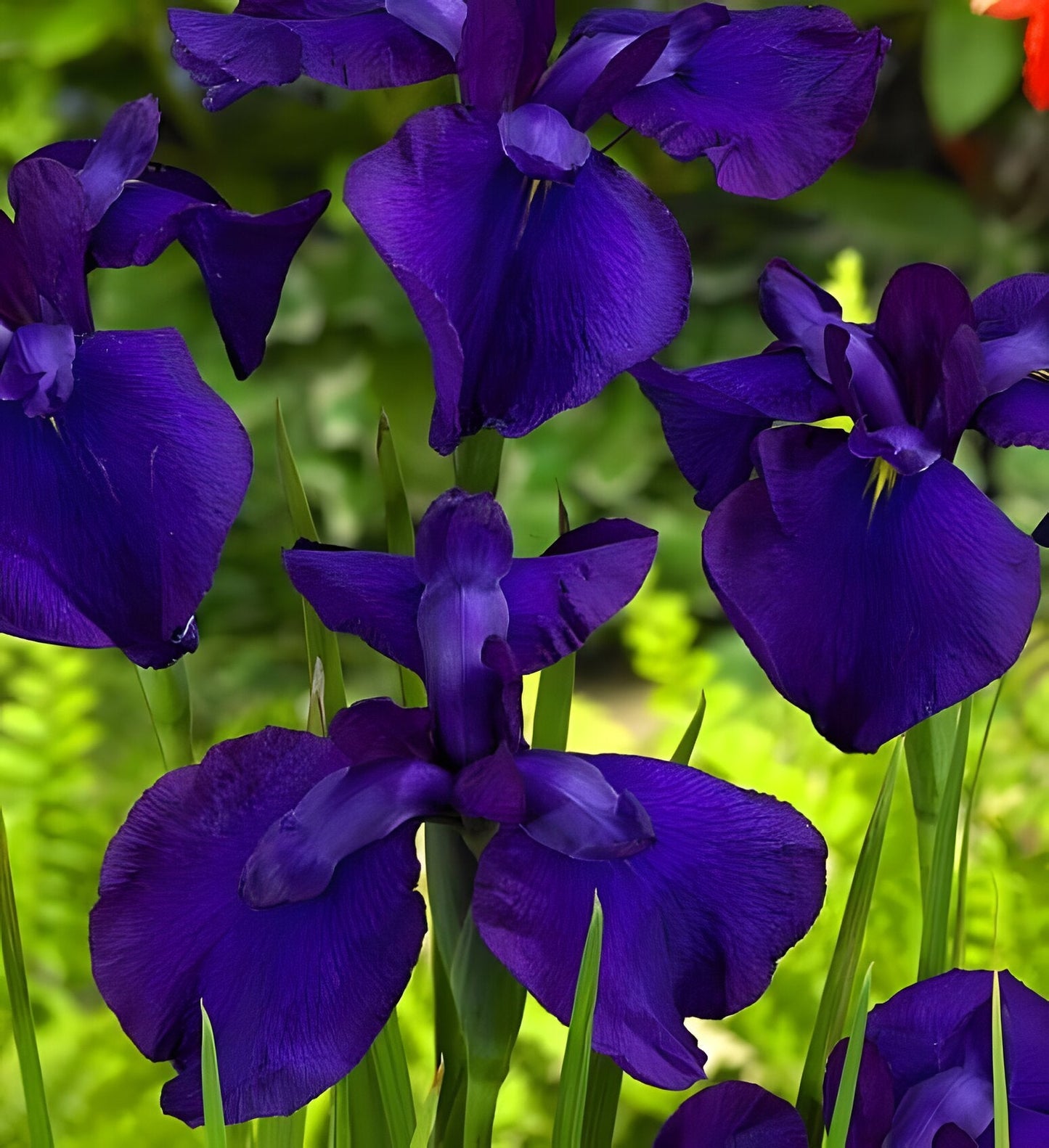 Iris ensata 'Loyalty'