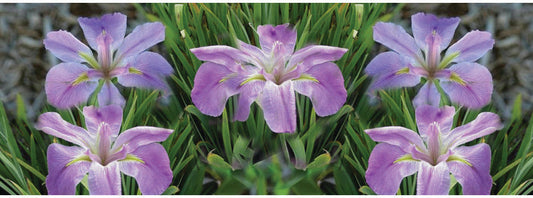 Iris Louisiana 'Heather Stream' - Marginal Pond Plants - MP054