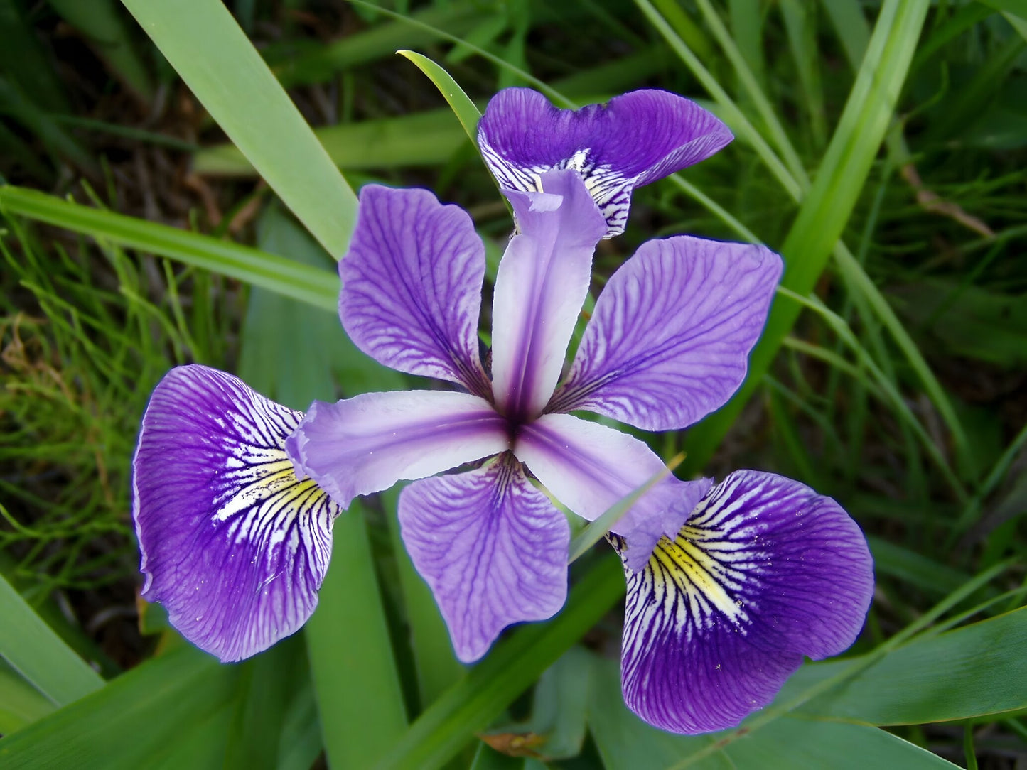 Iris versicolor (Blue flag or Poison flag)