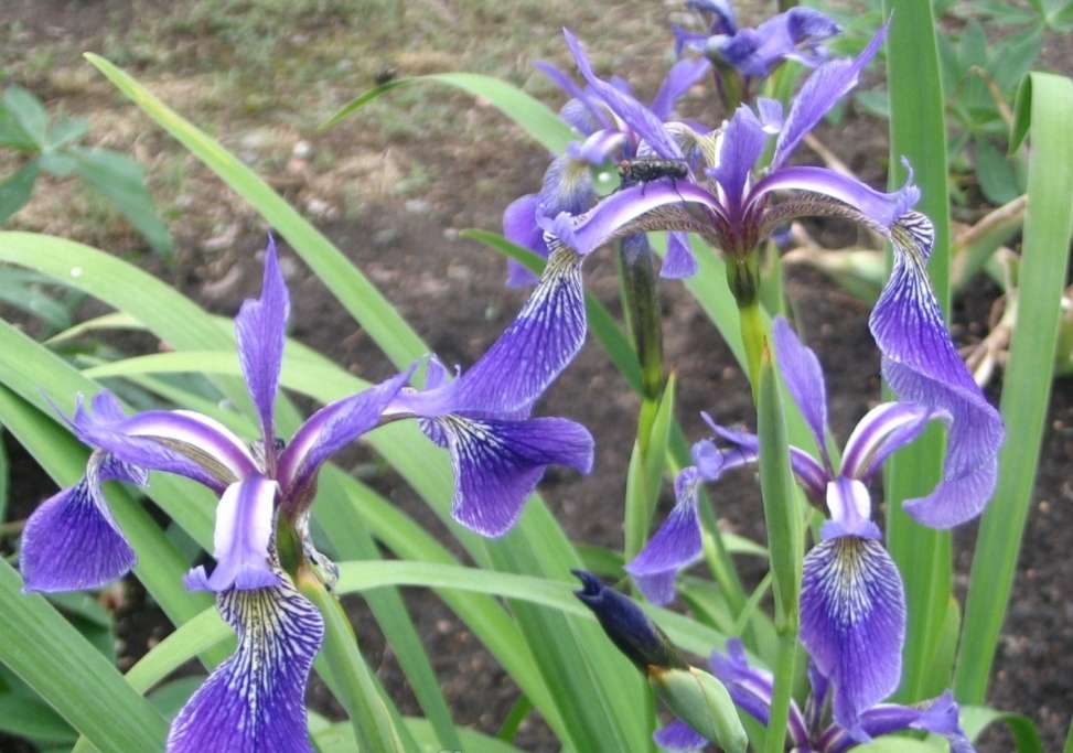 Iris Versicolor - Dark Aura - Marginal Pond Plants - MP061