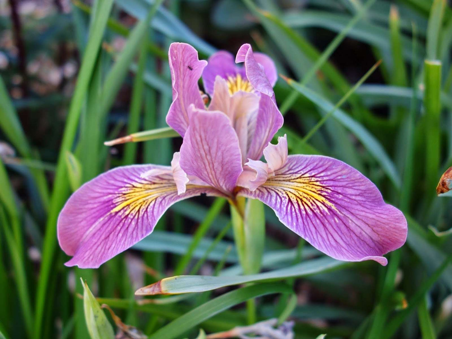 Iris Versicolor - Pacifica - Marginal Pond Plants - MP064
