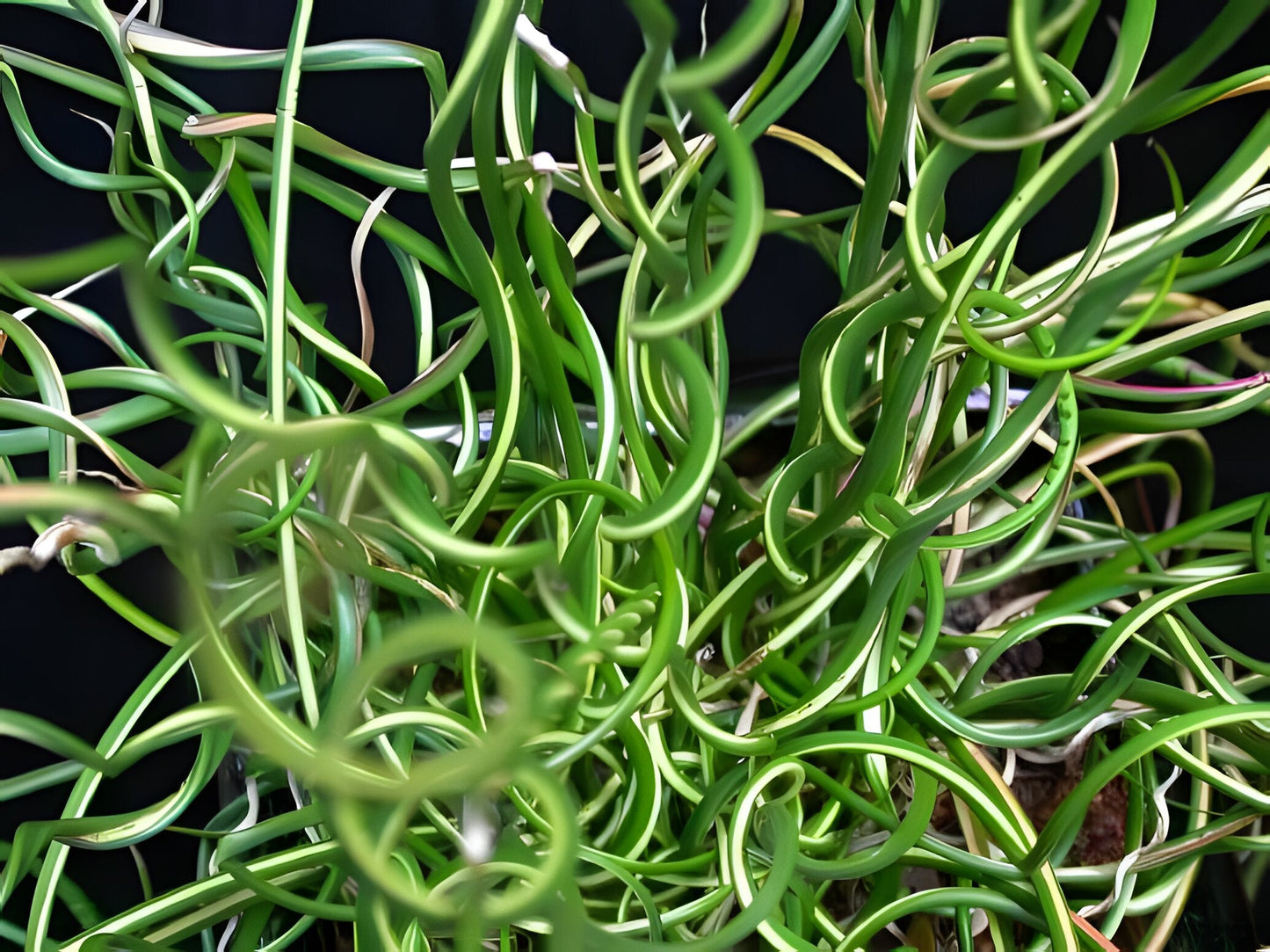 Juncus effusus var. spiralis