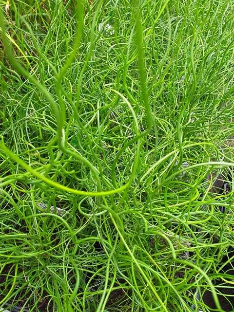 Juncus effusus var. spiralis (Corkscrew rush) - Marginal Pond Plants - MP065