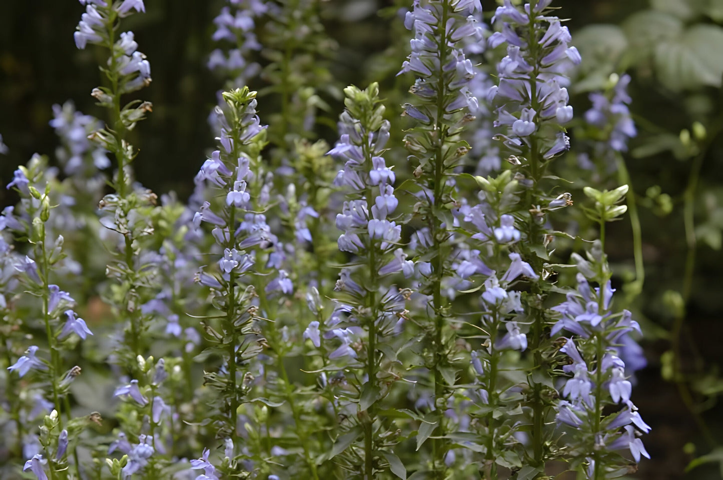 Lobelia siphilitica