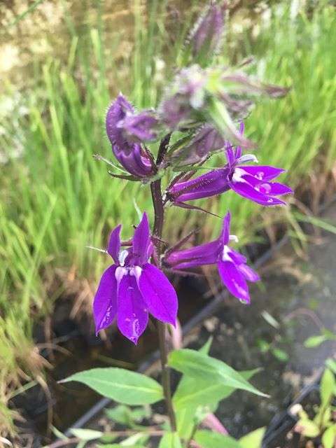 Lobelia vedrariensis (Purple lobelia) - Marginal Pond Plants - MBP074