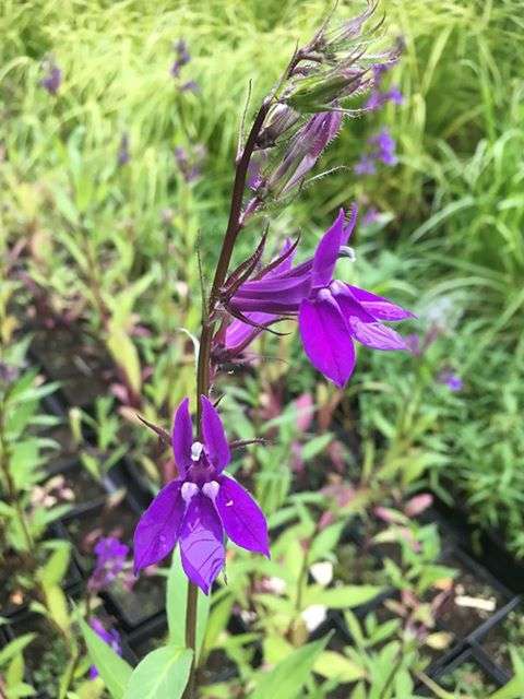 Lobelia vedrariensis (Purple lobelia) - Marginal Pond Plants - MBP074
