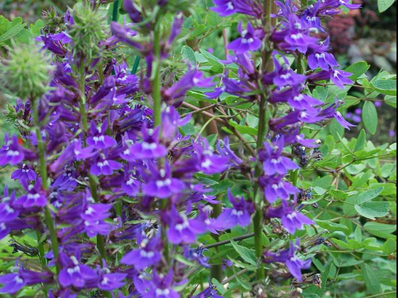 Lobelia vedrariensis (Purple lobelia) - Marginal Pond Plants - MBP074