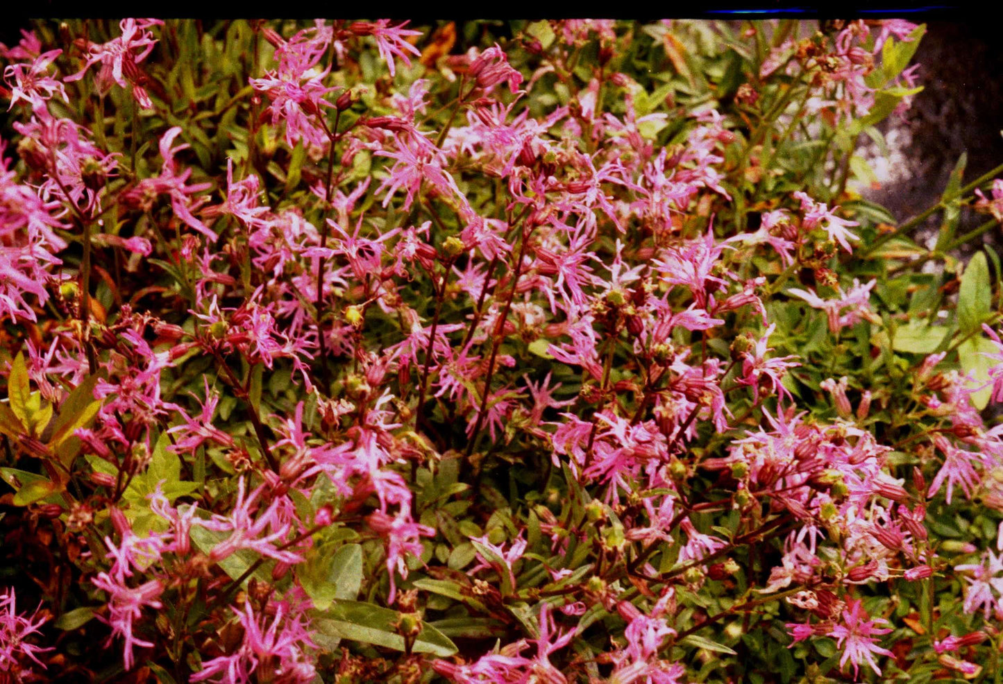 Lychnis flos-cuculi (Ragged robin) - Marginal Pond Plants - MP069