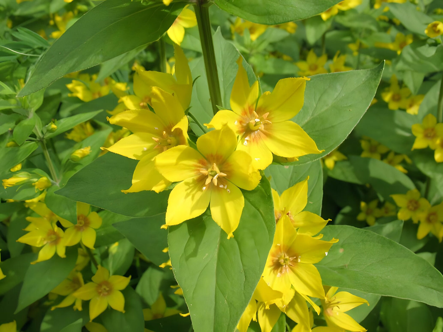 Lysimachia punctata