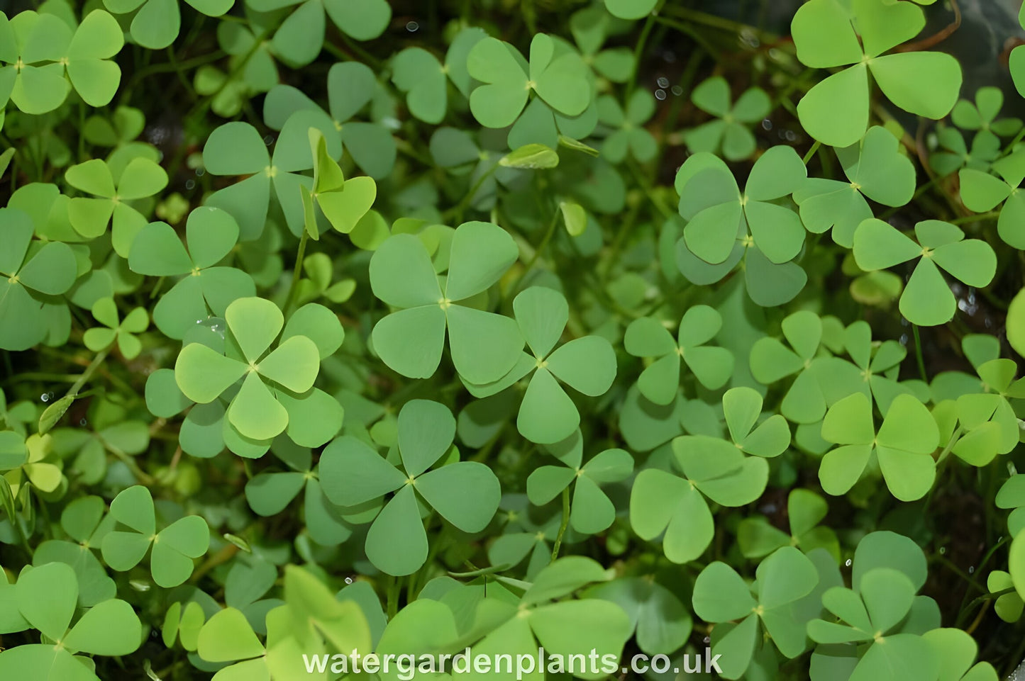 Marsilea quadrifolia