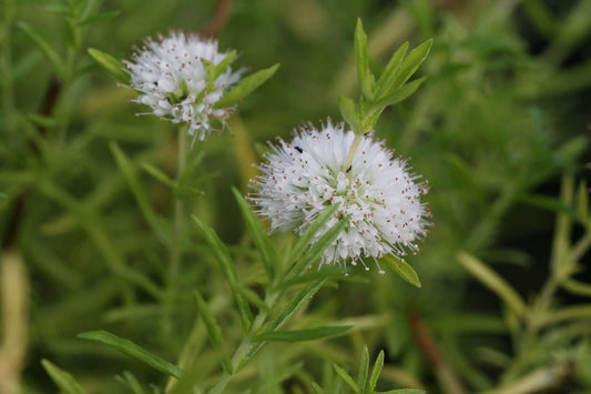 Preslia cervina (Mentha cervina) - Marginal Pond Plants - MP097