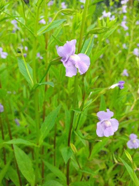 Mimulus ringens (Lavender musk) - Marginal Pond Plants - MP082