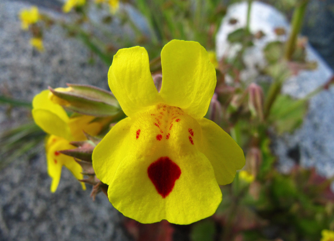 Mimulus guttatus (Common monkey-flower) - Marginal Pond Plants - MP081