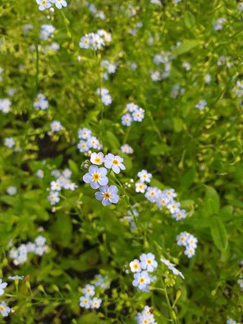 Myosotis scorpioides (Water forget-me-not) - Marginal Pond Plants - MP084