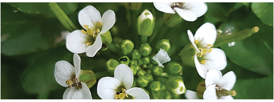 Nasturtium officinale (Water cress) - Marginal Pond Plants - MP085