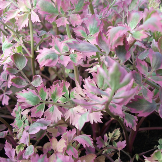 Oenanthe javanica ‘Flamingo’ - MBP088 Packs