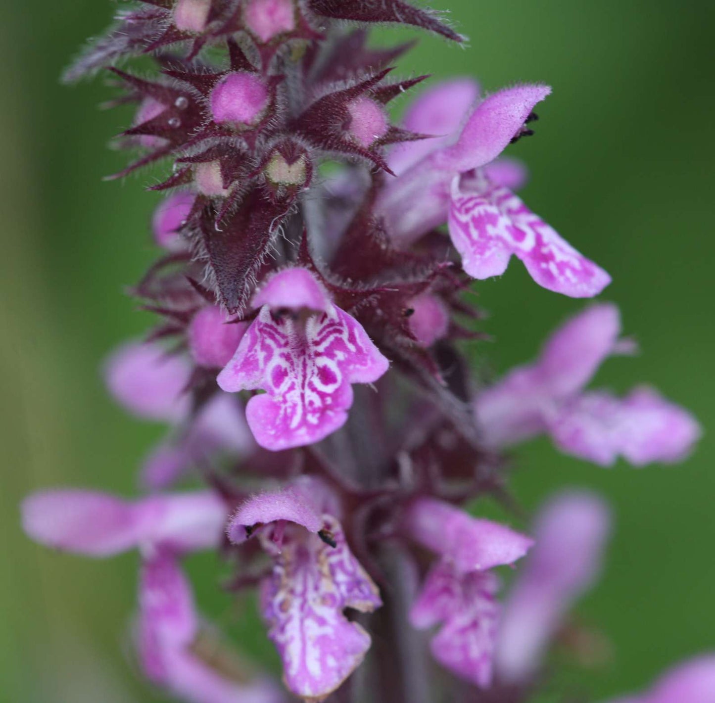 Lincolnshire Pond Plants Frog Marginal 8 Pack Potted - FF802