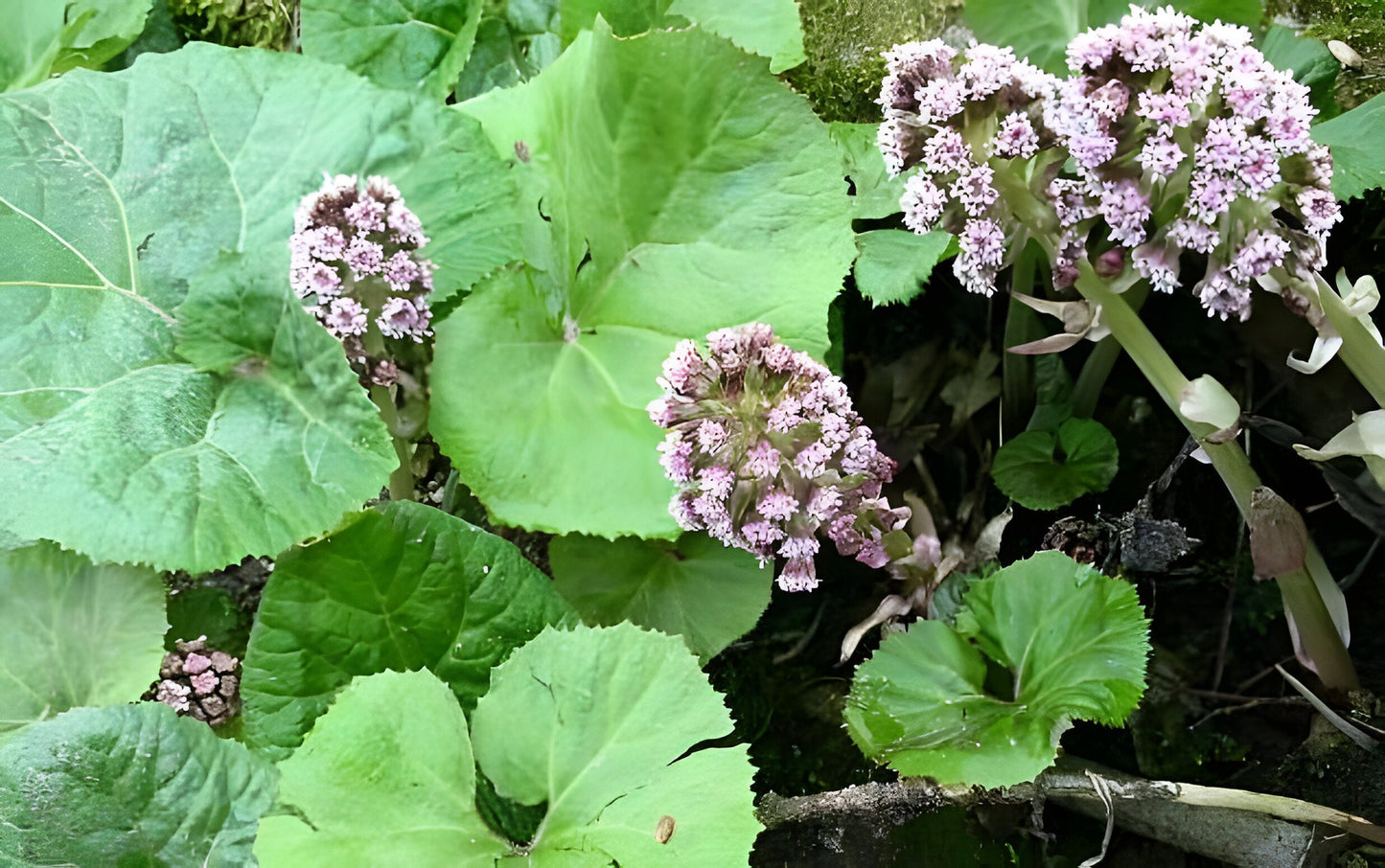 Petasites hybridus