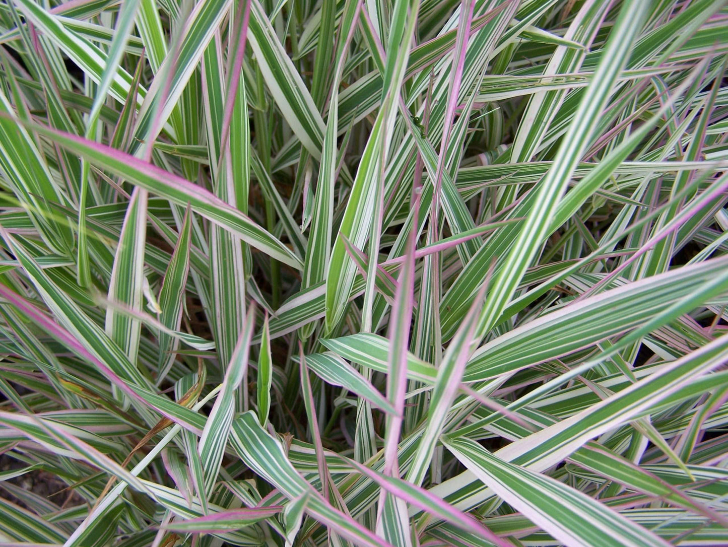 Phalaris arundinacea var picta (Gardener’s garters) - Marginal Pond Plants - BP093