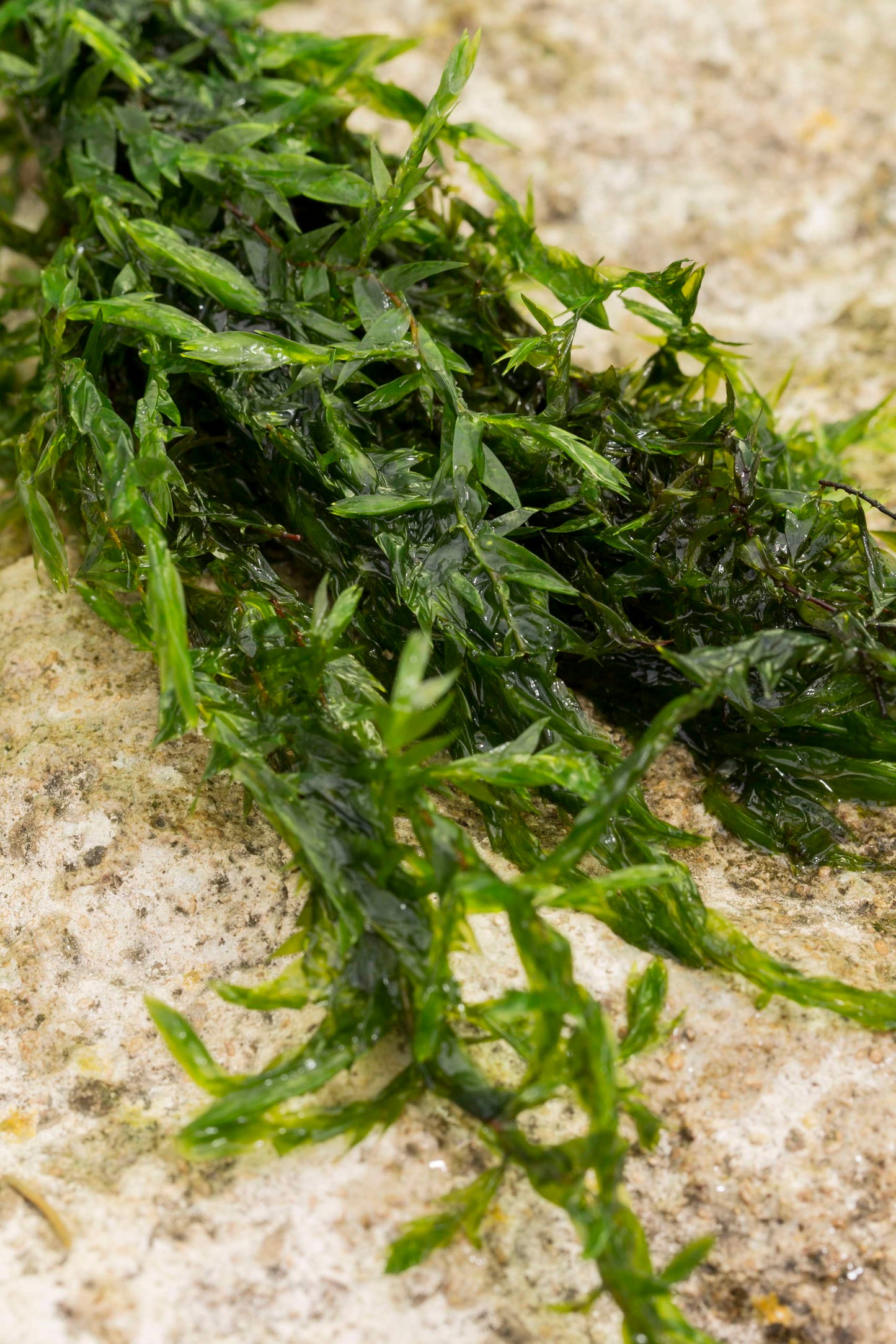 Lincolnshire Pond Plants Native Marginal 8 Pack - NNL01