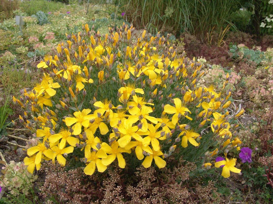 Hypericum polyphyllum 'Grandiflorum' - Marginal Pond Plants - MP047B