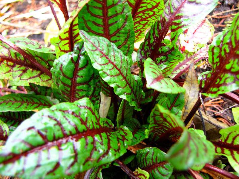 Marginal-Pond-Plants-8-Different-Varieties-Perfect-for-Bees-amp-Other-Pollinatin