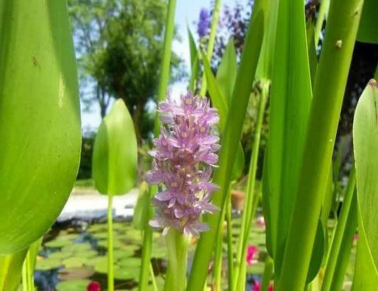 Pontederia cordata ‘Pink’ - Marginal Pond Plants - MP094