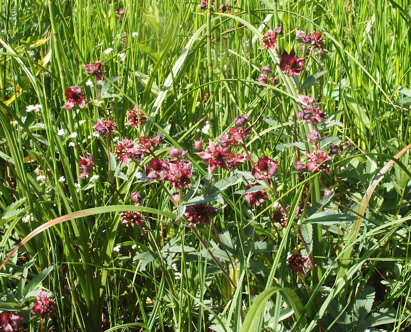 Potentilla palustris