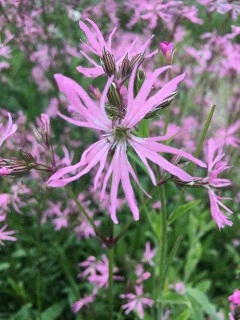 Lychnis flos-cuculi (Ragged robin) - Marginal Pond Plants - MP069