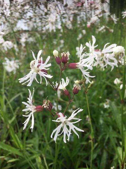 Lychnis flos-cuculi alba (White ragged robin) - Marginal Pond Plants - MP070