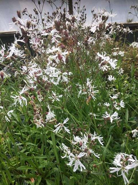 Lychnis flos-cuculi alba (White ragged robin) - Marginal Pond Plants - MP070