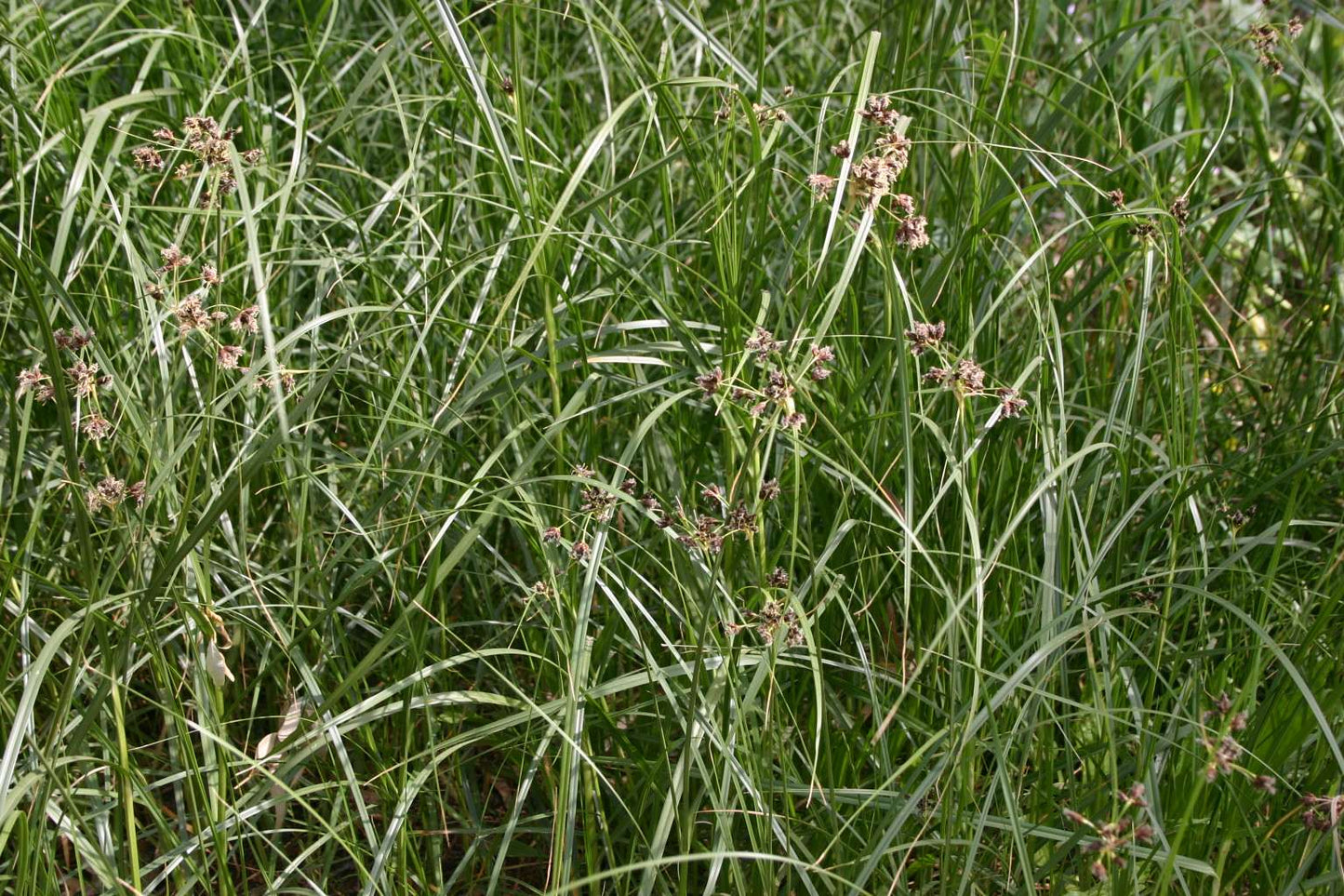 Juncus maritimus (Sea rush) - Marginal Pond Plants - MP067A